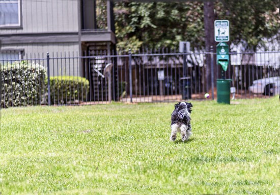 Seasons-Apartments-Shreveport-dog