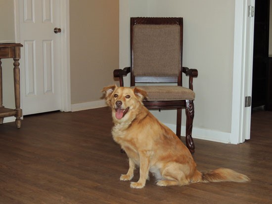 Lake Front Apartments Dog