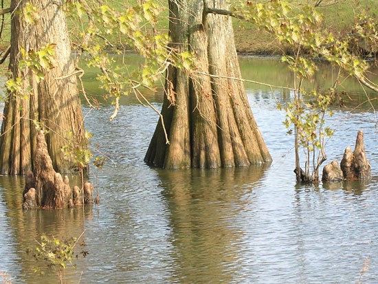 Landing Willow Bayou Apartments Bossier Cypress Trees