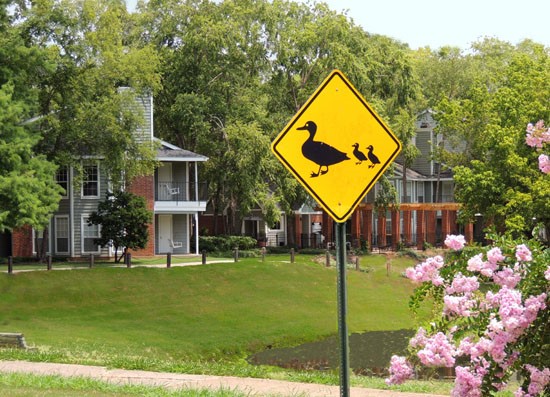 Willows at Wright Island Apartments Ducks